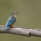 Kingfisher