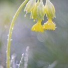 Frozen primula veris