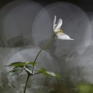 Anemone nemorosa
