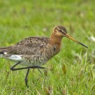 black-tailed Godwit