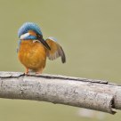 Kingfisher