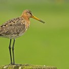 black-tailed Godwit 2