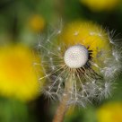 dandelion