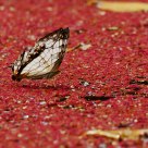 Rest on Red