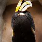 Bird in zoo