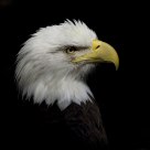 Portrait of an Eagle