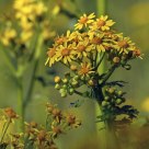 Wild Flowers 