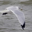 Ring Billed Gull 