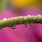 Tulip Drips