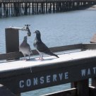 Water Conservationists