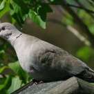 Pigeon