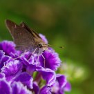 A small butterfly