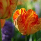 romance in orange