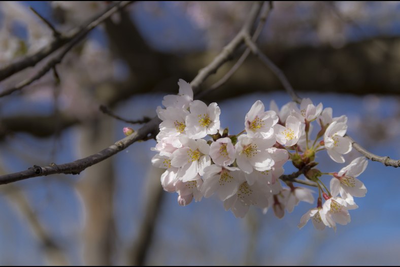 In Full Bloom