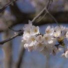 In Full Bloom