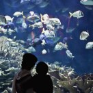 Aquarium