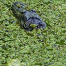 Alligator