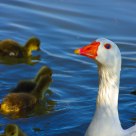 Geese