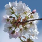 The blossom