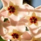 Hoya Carnosa