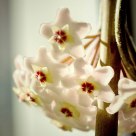 Hoya Carnosa