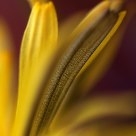 Detail of an dandelion (Taraxacum officinale)