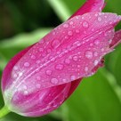 Spring Rain