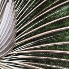 A Tail of a Peacock