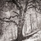 Tree old time