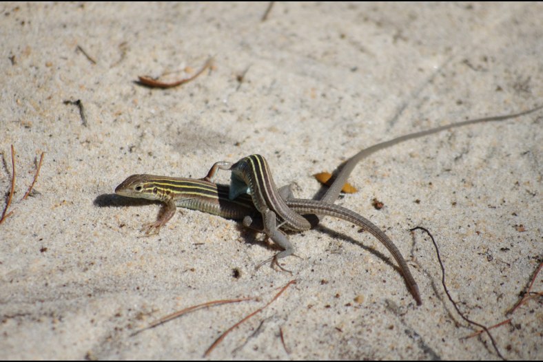Mating Season