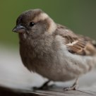 litte Bird