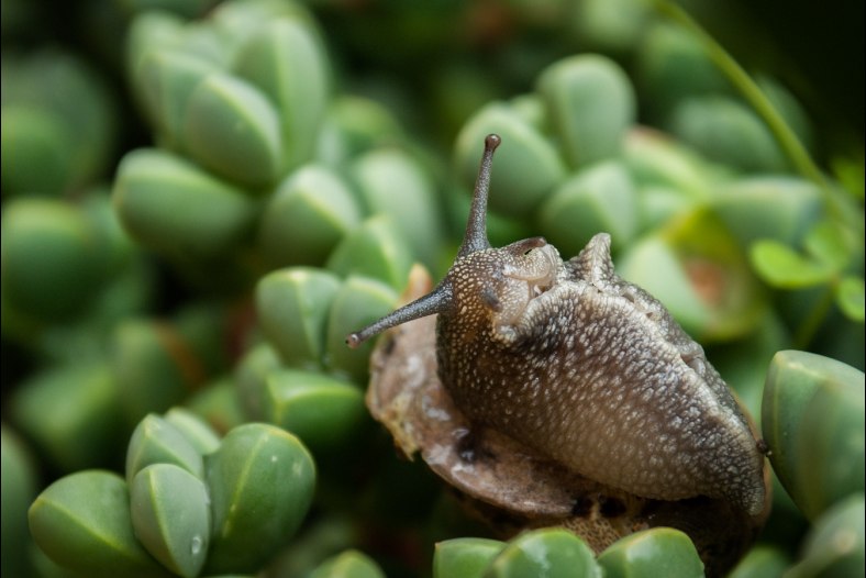 rollover snail