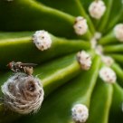 fly on a cactus