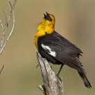 Yellow headed blackbird