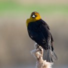 Yellow headed blackbird