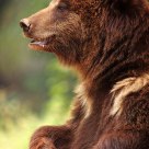Beware of bear