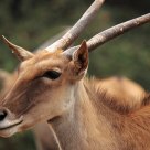 Dear Deer