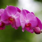 Pretty of Nature