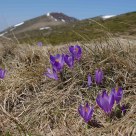 Crocus