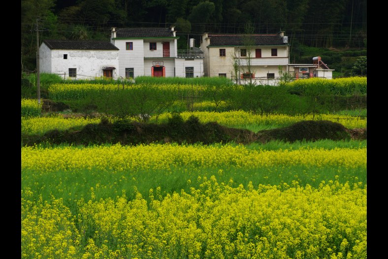Village in Spring