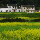 Village in Spring