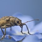 Blue Weevil