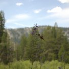 Hummingbird