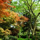 RED & GREEN