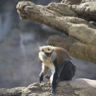 Talapoin