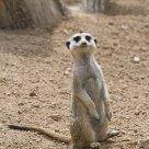 Suricata