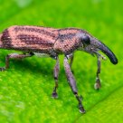 Weevil