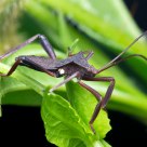 Stink bug