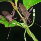 A pair of stink bug