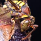 Wasp